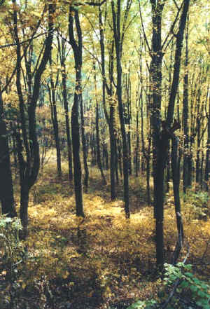 Blue Ridge Yellows.jpg (98945 bytes)