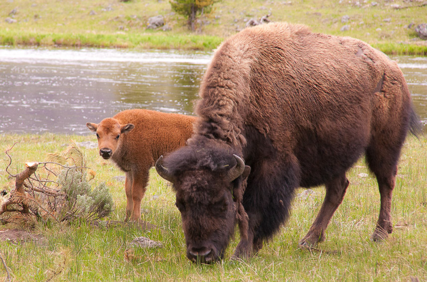 Bison along the Madison River-3000