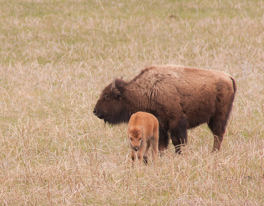 Bison in Madison Canyon-2982