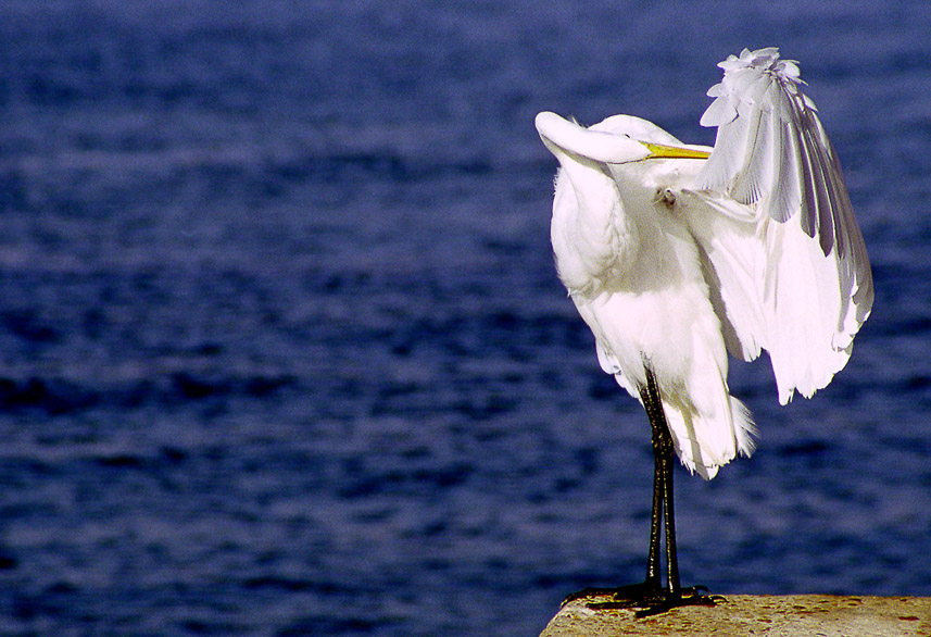 White Bird 6.5 x 9.5 print