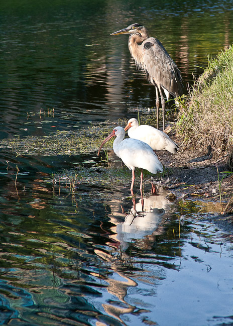 Pond Pause