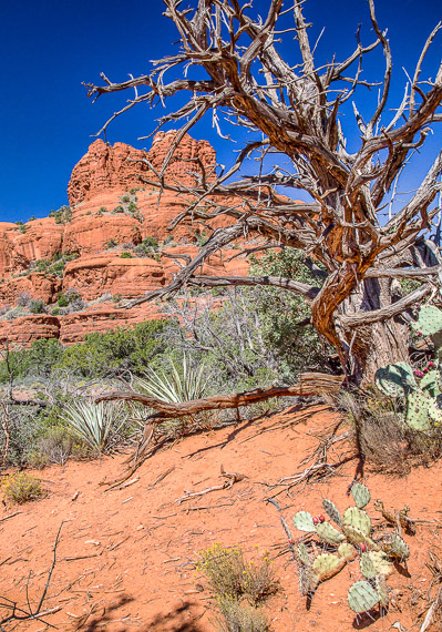 Red Rock Splendor