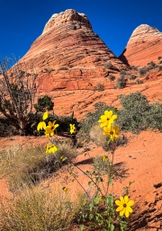 Desert Flower and Buttes