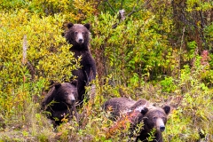 3 Bears