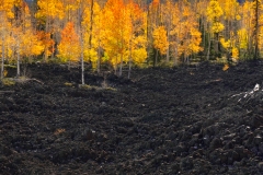 Aspens at Lava Field