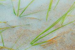 Beach Grass