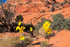 Desert Flower and Buttes