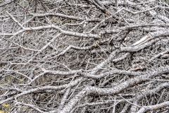 Ghost Trees