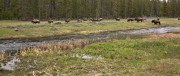 Bison on the Nez Perce Creek