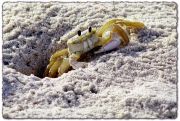Sand Crab, St. George Island