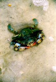 St. George Blue Crab