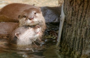We Otter be in Love