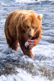 What Bears Do