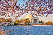Jefferson in Blossom
