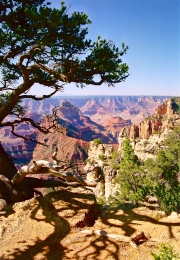 Grand Canyon Tree Vista