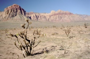 Nevada Desert 19