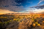 The Sonoran Desert