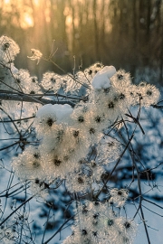 Winter Weed 1