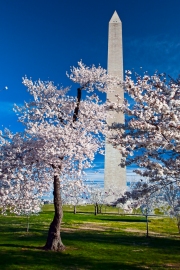Washington in Blossom