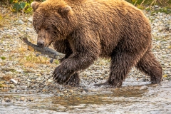 Kodiak Bear