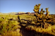 Nevada Desert Morning
