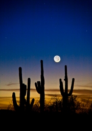 Moonset on Saguaro